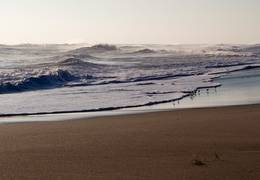 Brave sandpipers